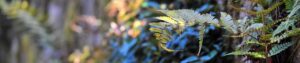 fern 1