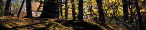 forestfloor 1
