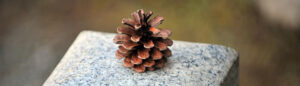 pine cone 1
